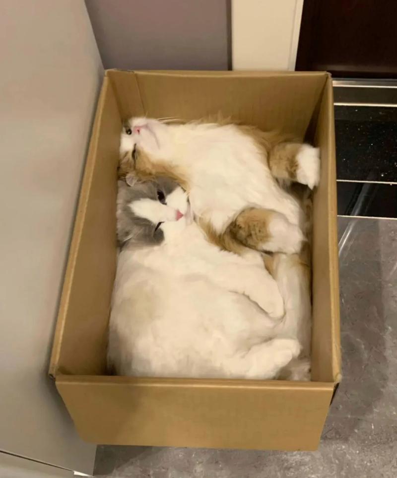 猫咪为什么喜欢箱子，猫为啥喜欢箱子袋子？