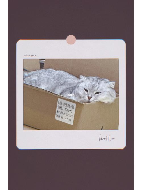 猫咪为什么喜欢箱子,猫为啥喜欢箱子袋子?-第3张图片-后鲨宠物 猫咪为什么喜欢箱子,猫为啥喜欢箱子袋子?-第3张图片-后鲨宠物