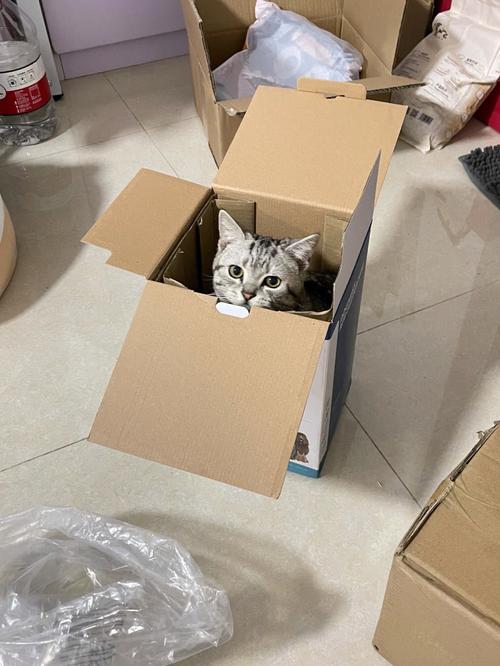 猫咪为什么喜欢箱子,猫为啥喜欢箱子袋子?-第4张图片-后鲨宠物 猫咪为什么喜欢箱子,猫为啥喜欢箱子袋子?-第4张图片-后鲨宠物
