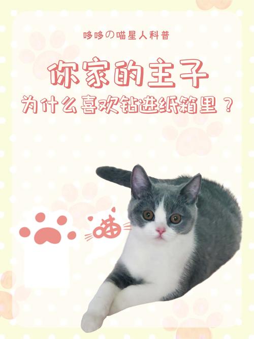猫咪为什么喜欢箱子,猫为啥喜欢箱子袋子?-第5张图片-后鲨宠物 猫咪为什么喜欢箱子,猫为啥喜欢箱子袋子?-第5张图片-后鲨宠物