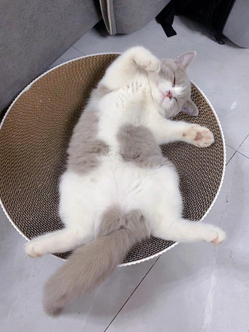 猫咪露肚皮睡觉，猫咪露肚皮睡觉要盖被子吗？-第1张图片-后鲨宠物
