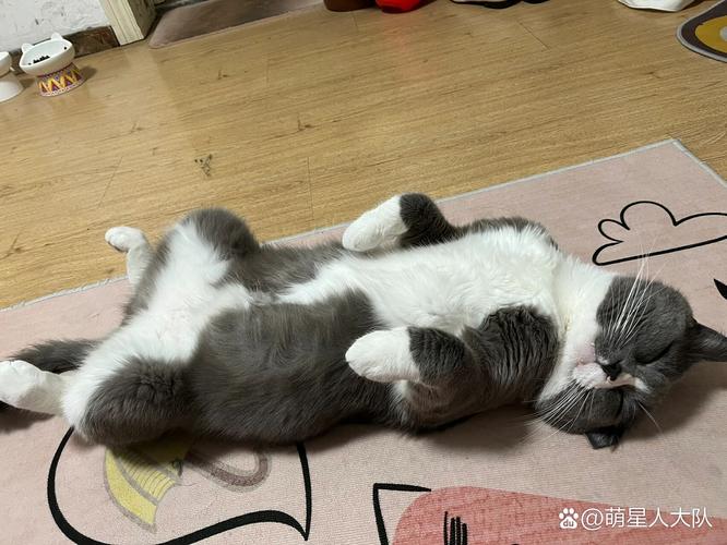 猫咪露肚皮睡觉，猫咪露肚皮睡觉要盖被子吗？-第2张图片-后鲨宠物