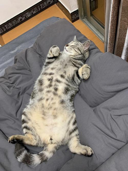 猫咪露肚皮睡觉，猫咪露肚皮睡觉要盖被子吗？-第3张图片-后鲨宠物