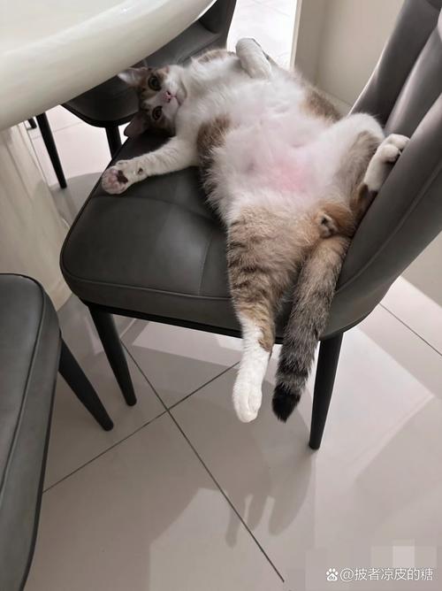 猫咪露肚皮睡觉，猫咪露肚皮睡觉要盖被子吗？-第5张图片-后鲨宠物