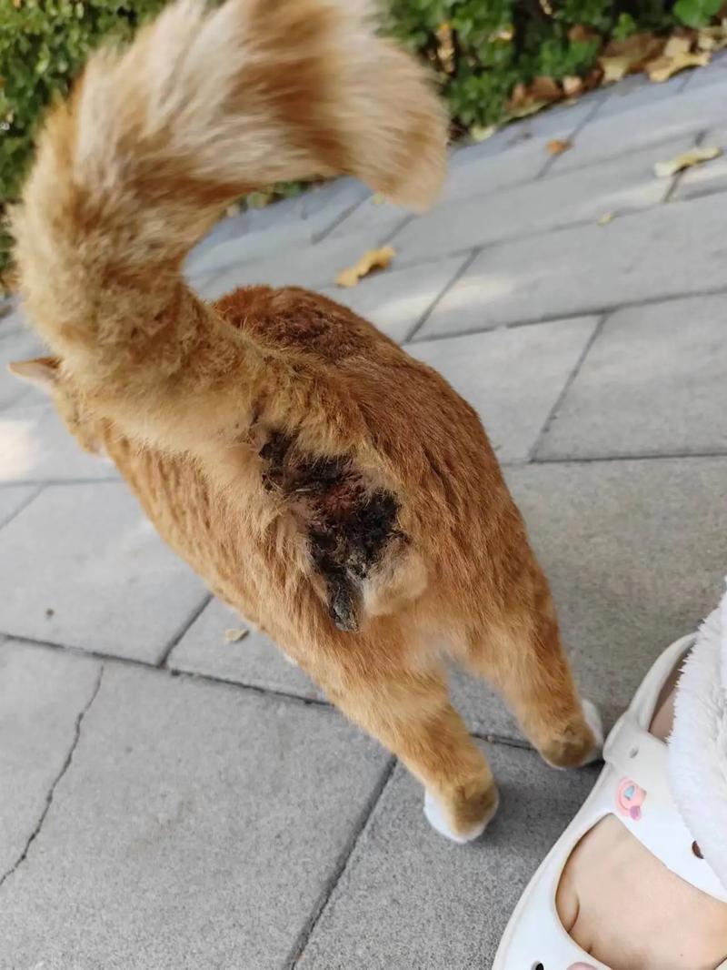 猫咪拉屎粘屁股,猫咪拉屎粘屁股上咋回事?-第2张图片-后鲨宠物 猫咪拉屎粘屁股,猫咪拉屎粘屁股上咋回事?-第2张图片-后鲨宠物