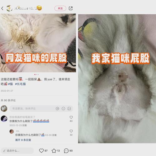 猫咪拉屎粘屁股,猫咪拉屎粘屁股上咋回事?-第3张图片-后鲨宠物 猫咪拉屎粘屁股,猫咪拉屎粘屁股上咋回事?-第3张图片-后鲨宠物