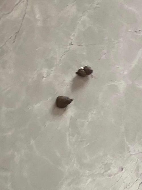 猫咪拉屎粘屁股,猫咪拉屎粘屁股上咋回事?-第4张图片-后鲨宠物 猫咪拉屎粘屁股,猫咪拉屎粘屁股上咋回事?-第4张图片-后鲨宠物