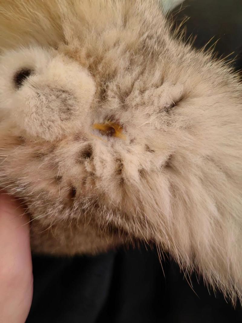 猫咪拉屎粘屁股,猫咪拉屎粘屁股上咋回事?-第6张图片-后鲨宠物 猫咪拉屎粘屁股,猫咪拉屎粘屁股上咋回事?-第6张图片-后鲨宠物