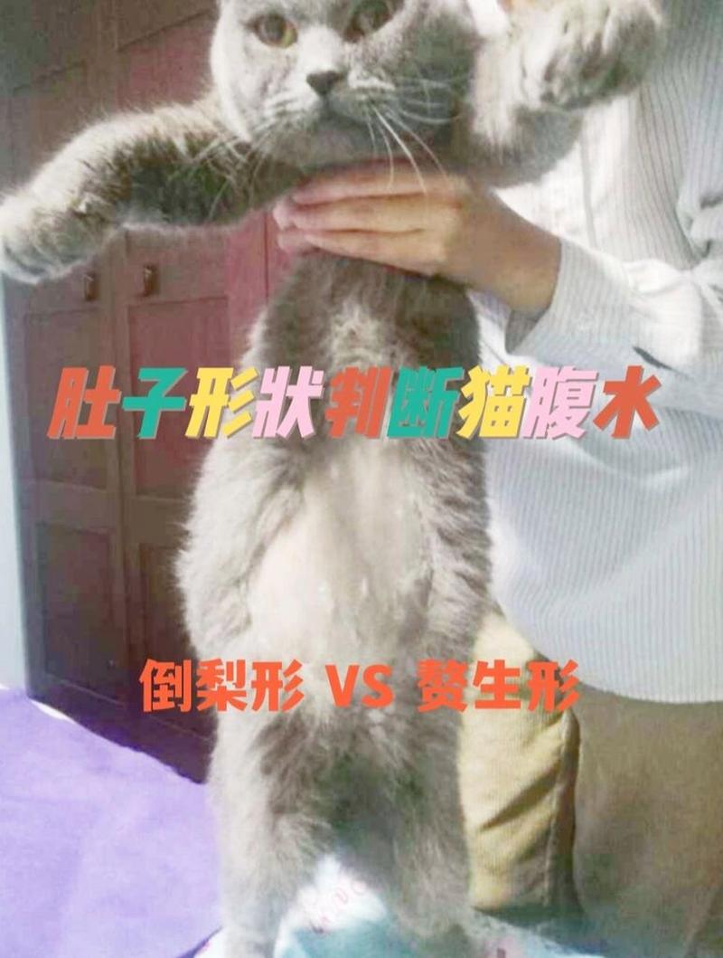 猫咪腹水的原因_猫咪腹水一般是什么原因-第3张图片-后鲨宠物