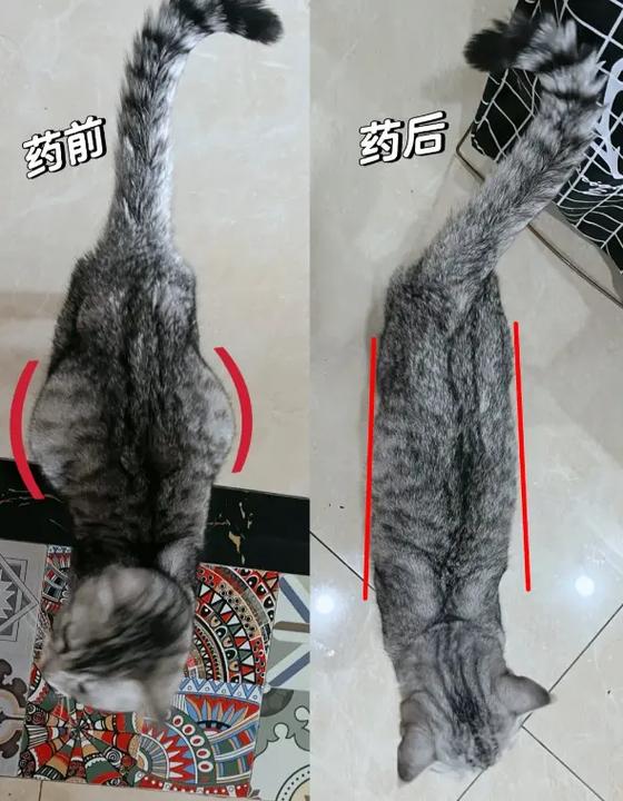 猫咪腹水的原因_猫咪腹水一般是什么原因-第5张图片-后鲨宠物