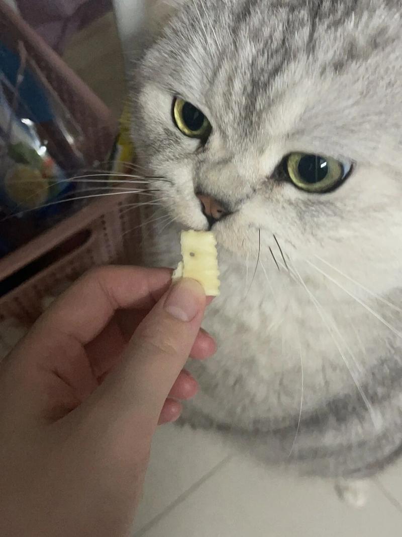 猫咪可以吃饼干吗，买不起猫粮给猫吃什么？