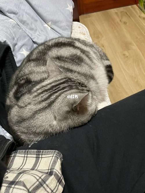  猫咪弓形虫试纸准吗，猫咪弓形虫试纸一条显一条不显-第1张图片-后鲨宠物