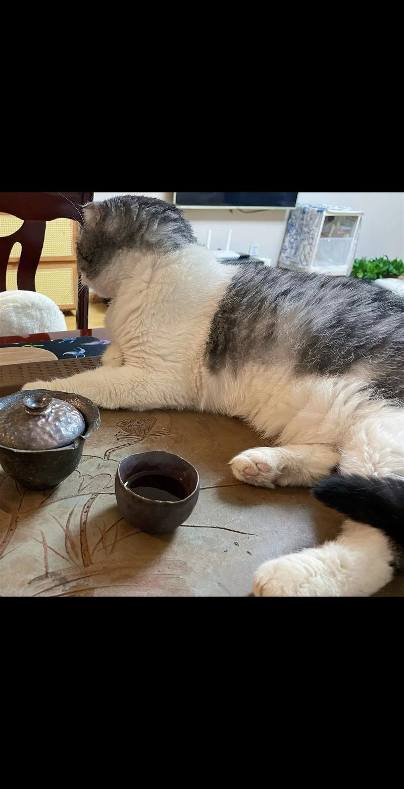  猫咪能喝茶水吗，猫可以喝茶水-第1张图片-后鲨宠物