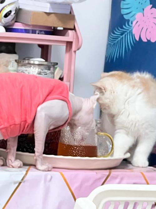  猫咪能喝茶水吗，猫可以喝茶水-第4张图片-后鲨宠物
