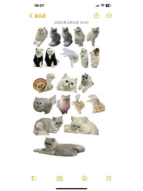  猫咪能喝茶水吗，猫可以喝茶水-第5张图片-后鲨宠物