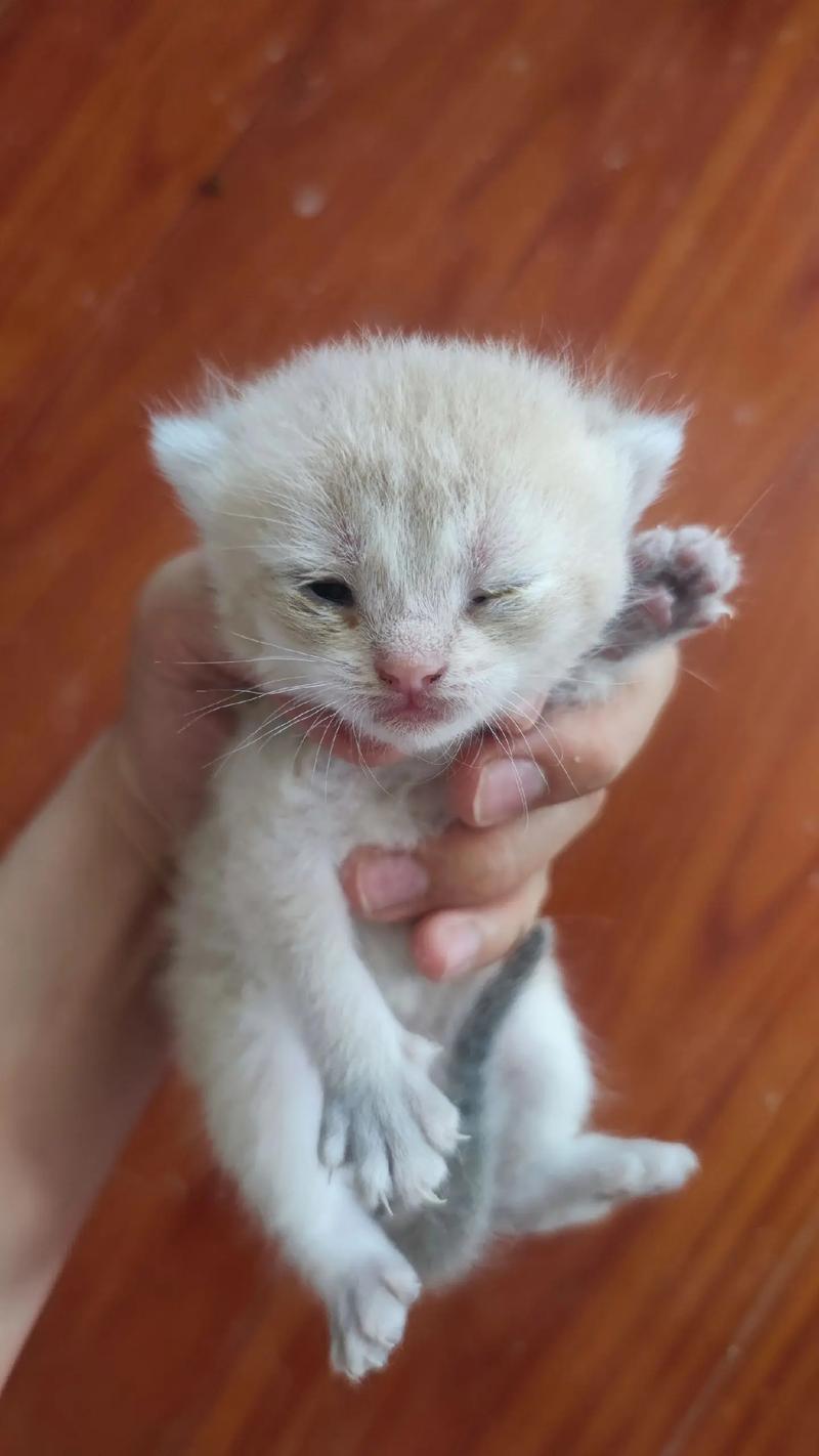猫咪多长时间睁眼_猫猫多久睁开眼睛