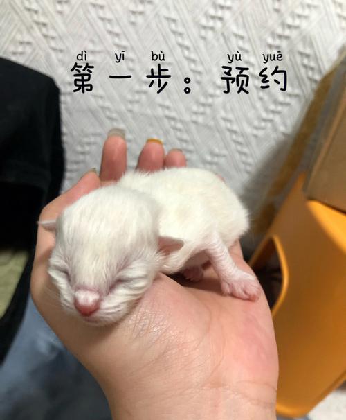 猫咪多长时间睁眼_猫猫多久睁开眼睛-第6张图片-后鲨宠物 猫咪多长时间睁眼_猫猫多久睁开眼睛-第6张图片-后鲨宠物