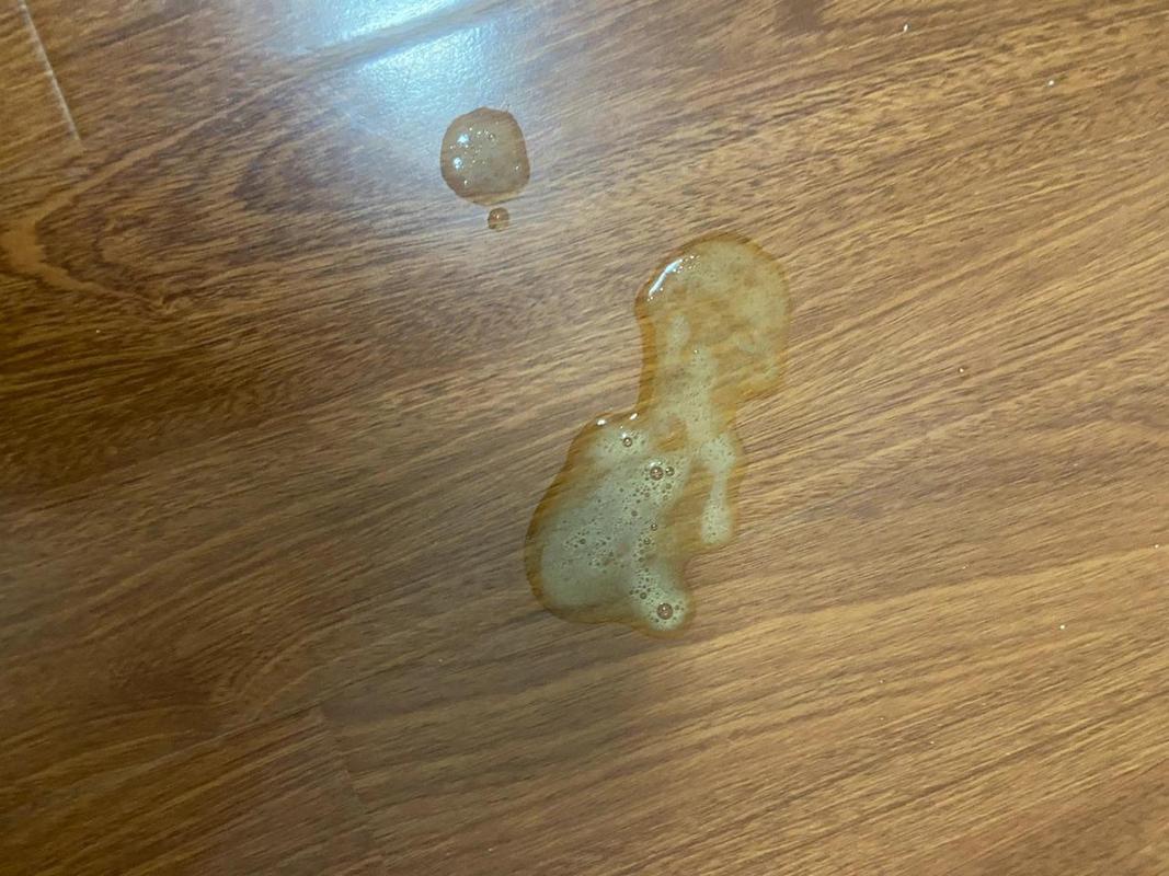 猫咪吃了猫草吐黄水_猫咪吃了猫草吐黄水怎么办-第2张图片-后鲨宠物 猫咪吃了猫草吐黄水_猫咪吃了猫草吐黄水怎么办-第2张图片-后鲨宠物