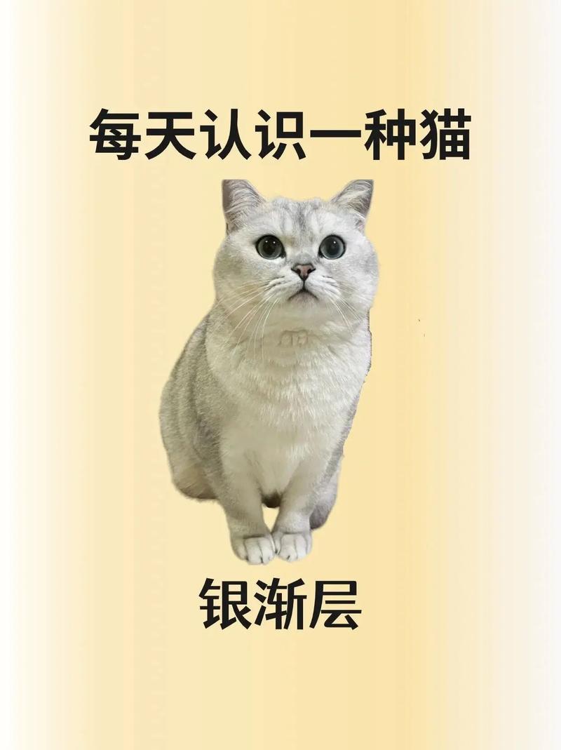 猫咪的英文名字_猫咪的英文名字有哪些-第5张图片-后鲨宠物 猫咪的英文名字_猫咪的英文名字有哪些-第5张图片-后鲨宠物