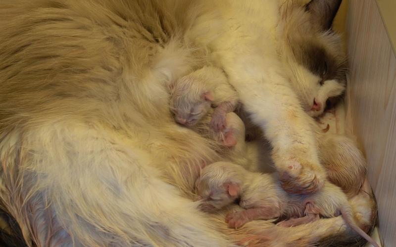  怎么帮猫咪接生，帮猫咪接生视频教程