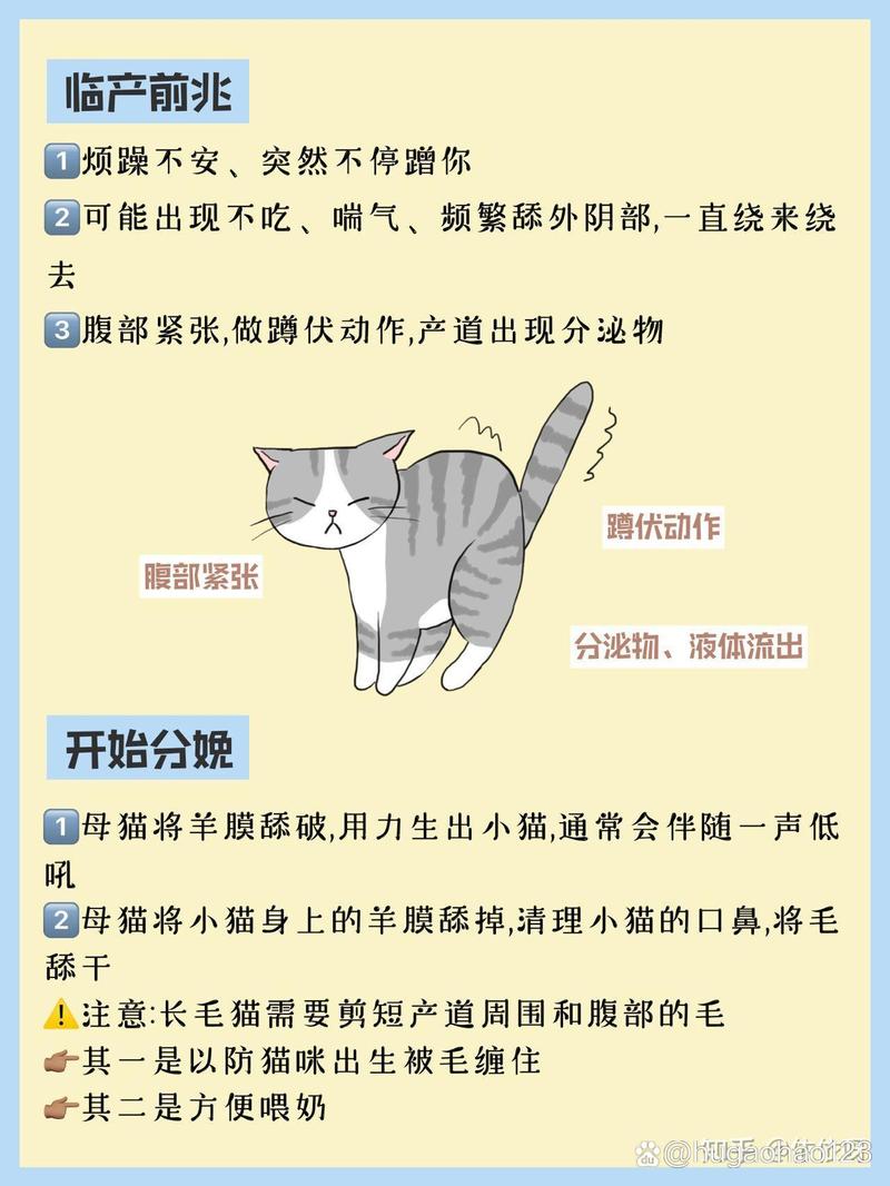怎么帮猫咪接生,帮猫咪接生视频教程-第3张图片-后鲨宠物 怎么帮猫咪接生,帮猫咪接生视频教程-第3张图片-后鲨宠物