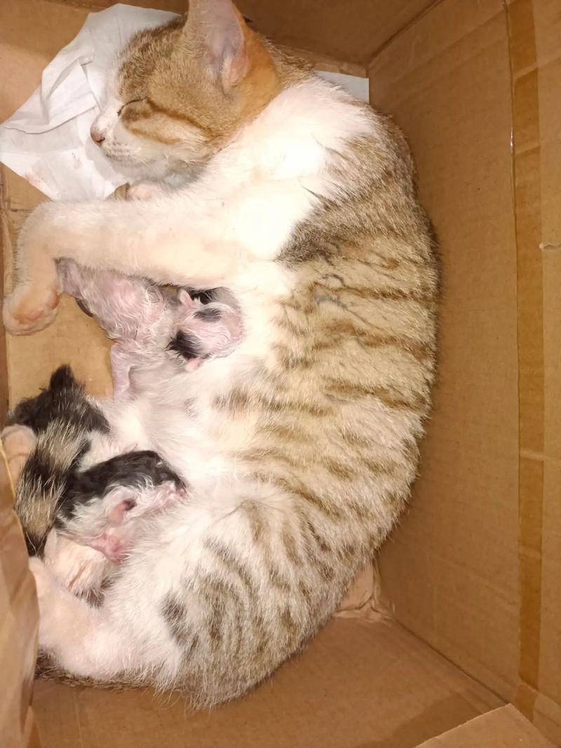 怎么帮猫咪接生,帮猫咪接生视频教程-第4张图片-后鲨宠物 怎么帮猫咪接生,帮猫咪接生视频教程-第4张图片-后鲨宠物