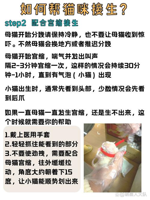 怎么帮猫咪接生,帮猫咪接生视频教程-第6张图片-后鲨宠物 怎么帮猫咪接生,帮猫咪接生视频教程-第6张图片-后鲨宠物