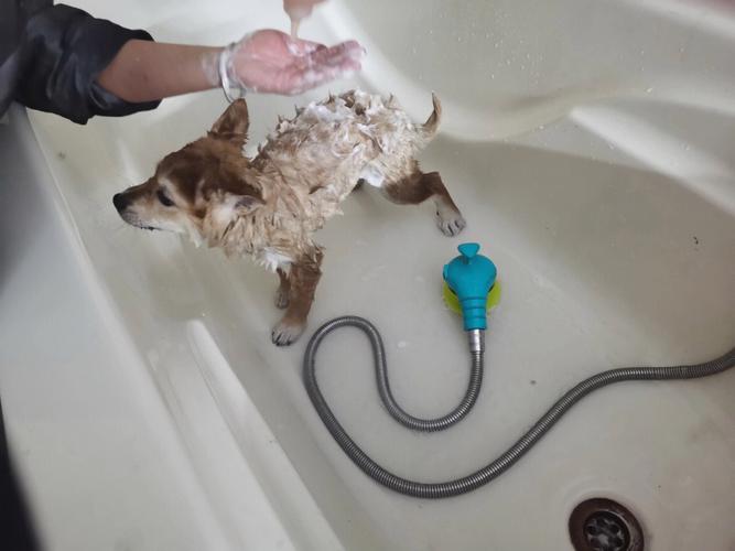  狗狗拉肚子能洗澡吗，狗狗拉肚子怎么治疗最快方法