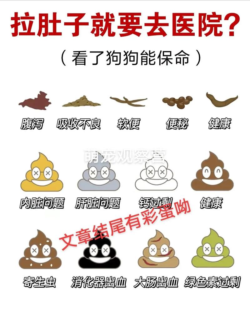 狗狗拉肚子能洗澡吗,狗狗拉肚子怎么治疗最快方法-第2张图片-后鲨宠物 狗狗拉肚子能洗澡吗,狗狗拉肚子怎么治疗最快方法-第2张图片-后鲨宠物