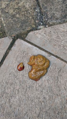 狗狗拉肚子能洗澡吗,狗狗拉肚子怎么治疗最快方法-第3张图片-后鲨宠物 狗狗拉肚子能洗澡吗,狗狗拉肚子怎么治疗最快方法-第3张图片-后鲨宠物