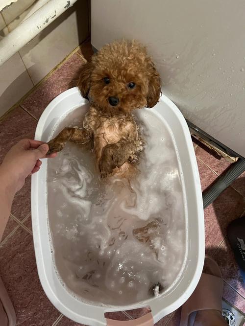  狗狗感冒了可以洗澡吗，狗狗感冒了可以洗热水澡吗