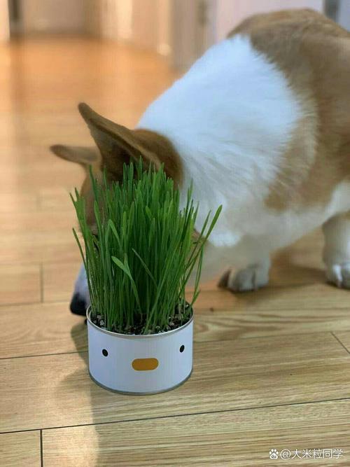 狗狗可以吃猫草吗,狗狗可以吃猫草吗有毒吗?-第4张图片-后鲨宠物 狗狗可以吃猫草吗,狗狗可以吃猫草吗有毒吗?-第4张图片-后鲨宠物