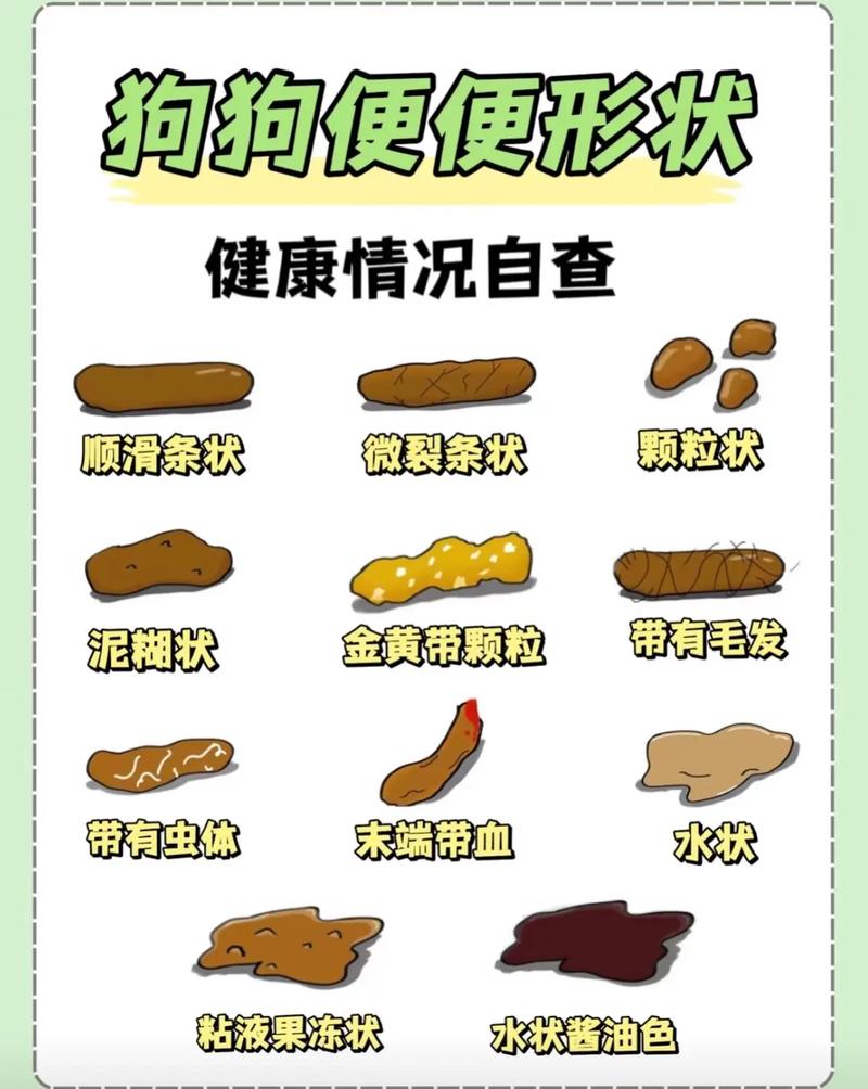 狗狗大便干燥吃什么好,狗 大便干燥-第5张图片-后鲨宠物 狗狗大便干燥吃什么好,狗 大便干燥-第5张图片-后鲨宠物