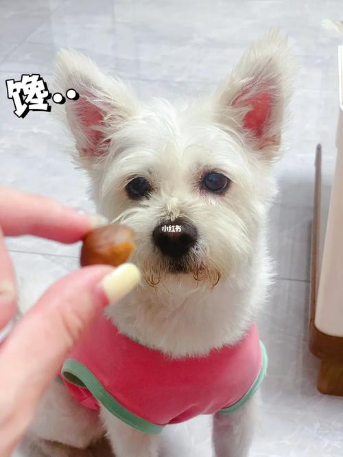 狗狗能吃栗子么,狗能吃栗子??-第2张图片-后鲨宠物 狗狗能吃栗子么,狗能吃栗子??-第2张图片-后鲨宠物