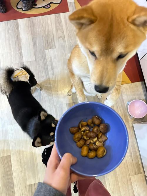 狗狗能吃栗子么,狗能吃栗子??-第5张图片-后鲨宠物 狗狗能吃栗子么,狗能吃栗子??-第5张图片-后鲨宠物