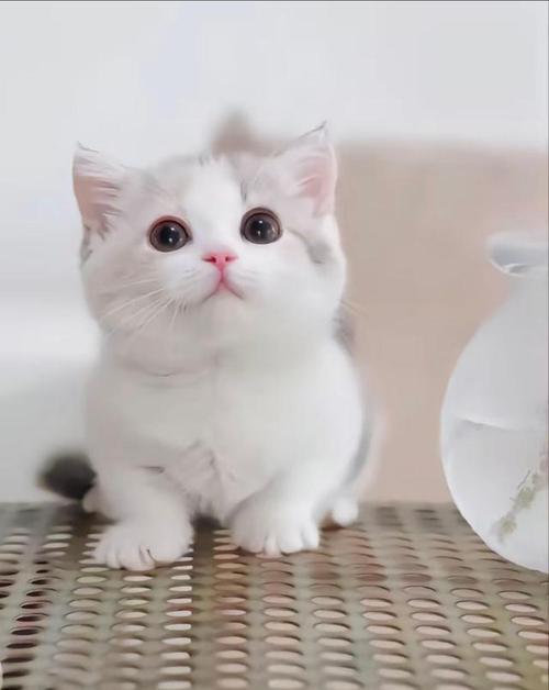 世界上最可爱的猫咪,世界上最可爱的猫咪前十名?-第2张图片-后鲨宠物 世界上最可爱的猫咪,世界上最可爱的猫咪前十名?-第2张图片-后鲨宠物