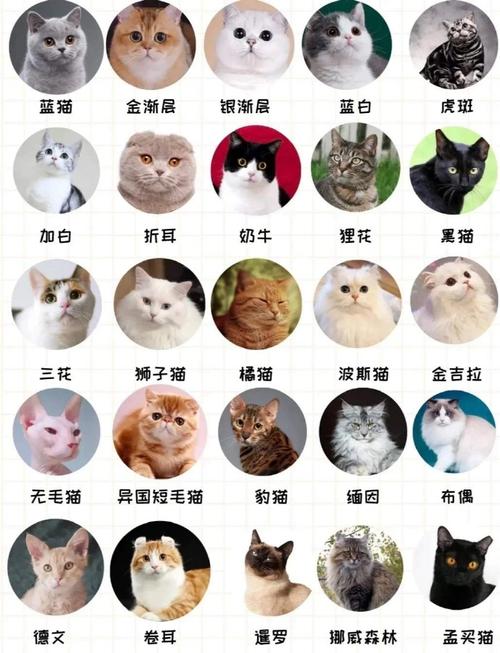 世界上最可爱的猫咪,世界上最可爱的猫咪前十名?-第3张图片-后鲨宠物 世界上最可爱的猫咪,世界上最可爱的猫咪前十名?-第3张图片-后鲨宠物