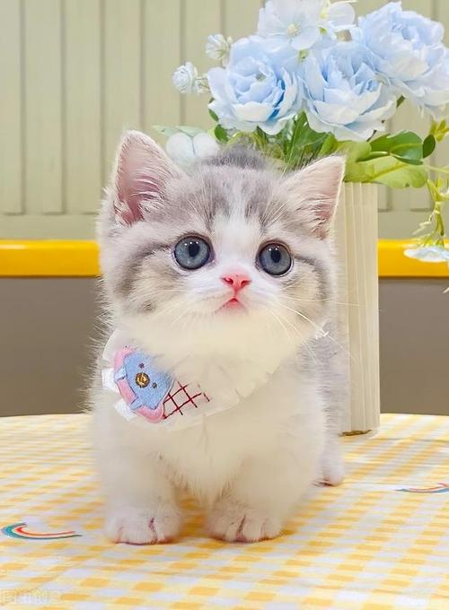 世界上最可爱的猫咪,世界上最可爱的猫咪前十名?-第4张图片-后鲨宠物 世界上最可爱的猫咪,世界上最可爱的猫咪前十名?-第4张图片-后鲨宠物