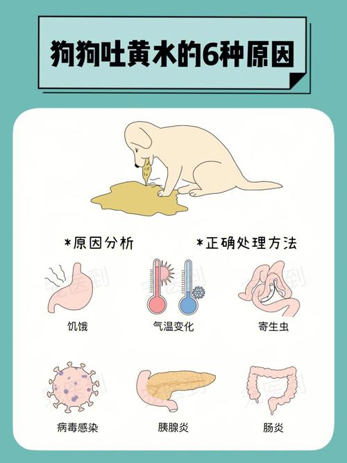 狗狗上吐下泻是怎么回事_狗狗上吐下泻是怎么回事儿-第2张图片-后鲨宠物 狗狗上吐下泻是怎么回事_狗狗上吐下泻是怎么回事儿-第2张图片-后鲨宠物