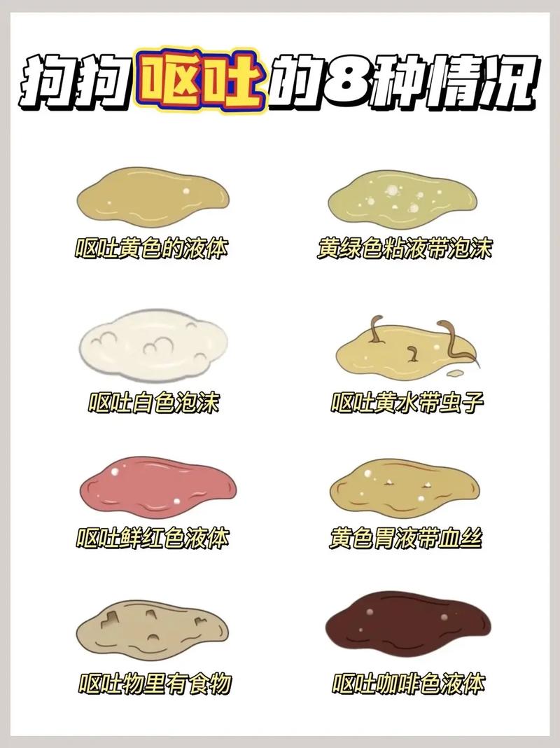 狗狗上吐下泻是怎么回事_狗狗上吐下泻是怎么回事儿-第4张图片-后鲨宠物 狗狗上吐下泻是怎么回事_狗狗上吐下泻是怎么回事儿-第4张图片-后鲨宠物