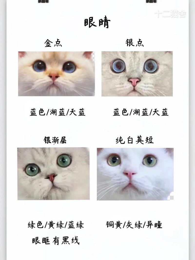  猫咪眼睛颜色会变吗，猫的眼睛颜色会变
