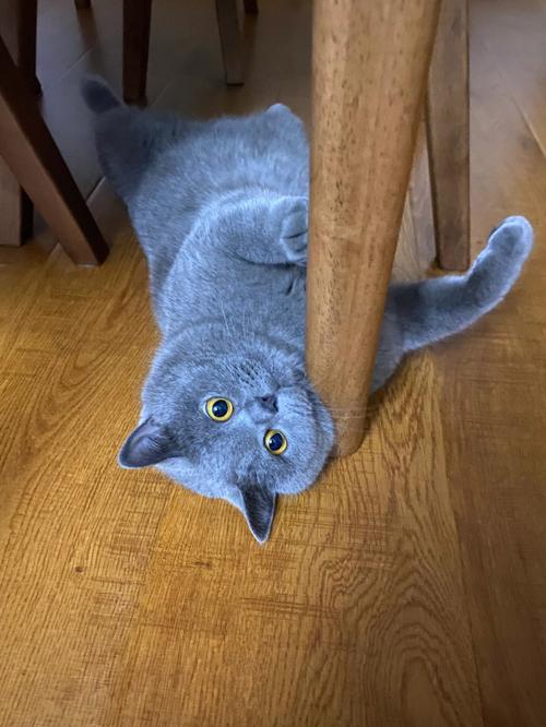 猫咪眼睛颜色会变吗,猫的眼睛颜色会变-第4张图片-后鲨宠物 猫咪眼睛颜色会变吗,猫的眼睛颜色会变-第4张图片-后鲨宠物