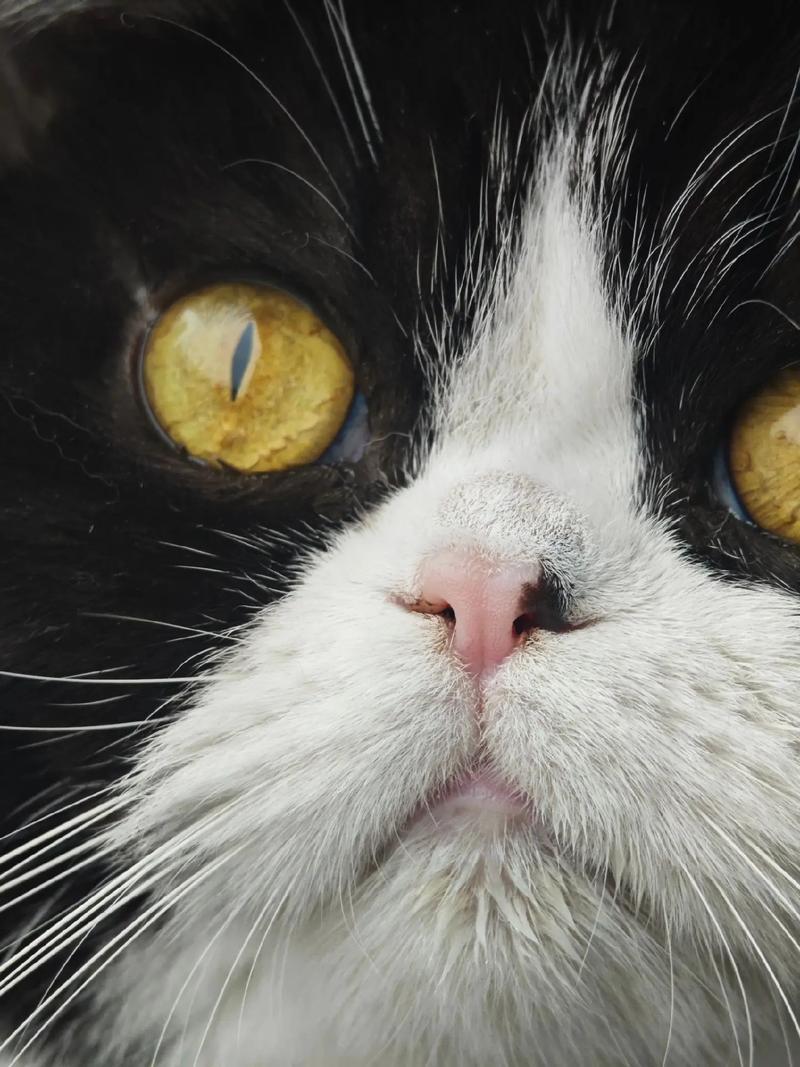 猫咪眼睛颜色会变吗,猫的眼睛颜色会变-第6张图片-后鲨宠物 猫咪眼睛颜色会变吗,猫的眼睛颜色会变-第6张图片-后鲨宠物