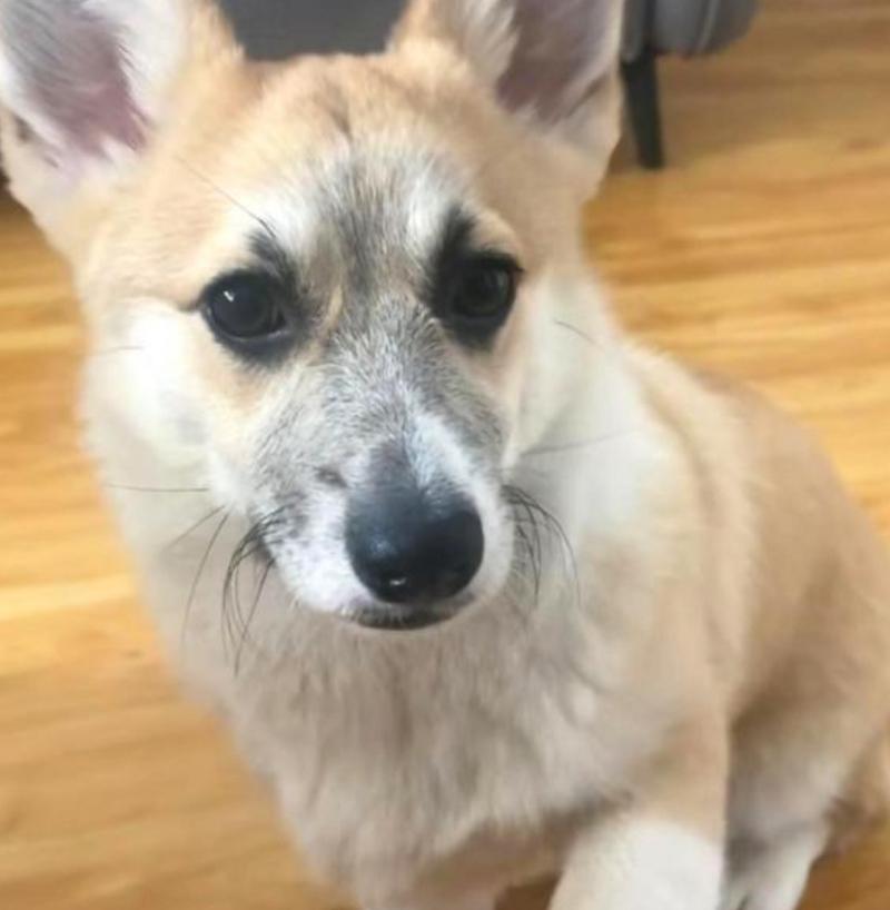 狗狗的胡子有什么作用_狗狗的胡子是干嘛的-第4张图片-后鲨宠物