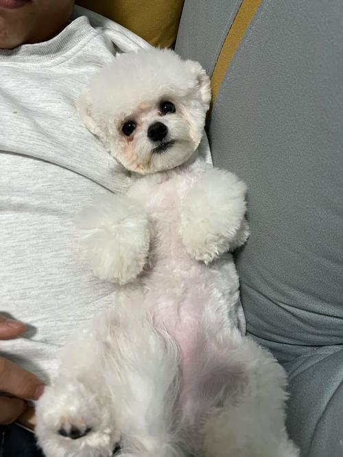 狗狗可以吃黄桃吗,狗子可以吃黄桃么-第5张图片-后鲨宠物 狗狗可以吃黄桃吗,狗子可以吃黄桃么-第5张图片-后鲨宠物