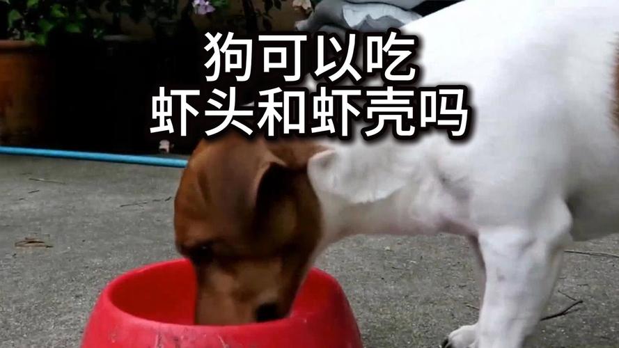 狗狗能吃虾头吗,狗狗能吃虾头吗熟的?-第5张图片-后鲨宠物 狗狗能吃虾头吗,狗狗能吃虾头吗熟的?-第5张图片-后鲨宠物