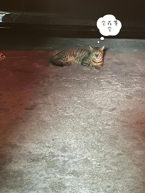 如何让猫咪晚上不闹腾,怎么让猫猫晚上不吵?-第1张图片-后鲨宠物 如何让猫咪晚上不闹腾,怎么让猫猫晚上不吵?-第1张图片-后鲨宠物