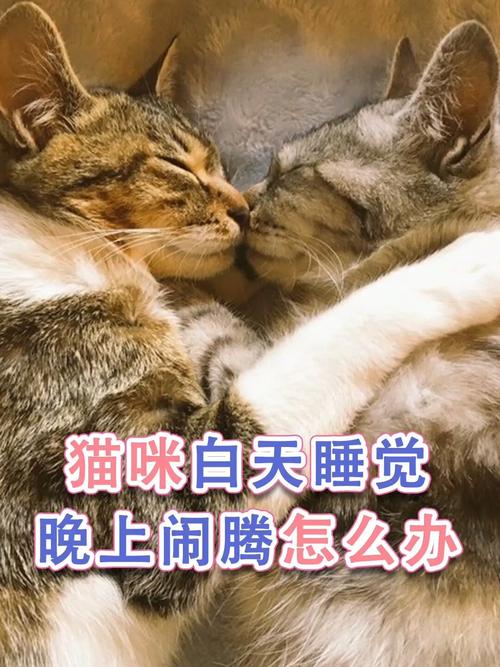 如何让猫咪晚上不闹腾,怎么让猫猫晚上不吵?-第3张图片-后鲨宠物 如何让猫咪晚上不闹腾,怎么让猫猫晚上不吵?-第3张图片-后鲨宠物