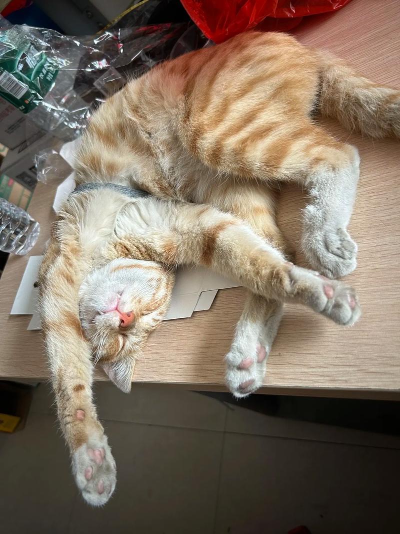 如何让猫咪晚上不闹腾,怎么让猫猫晚上不吵?-第5张图片-后鲨宠物 如何让猫咪晚上不闹腾,怎么让猫猫晚上不吵?-第5张图片-后鲨宠物