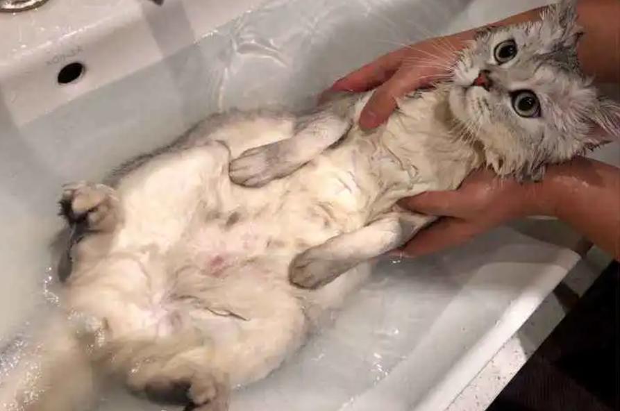 猫猫多久洗一次澡,猫猫多久洗一次澡比较好-第3张图片-后鲨宠物 猫猫多久洗一次澡,猫猫多久洗一次澡比较好-第3张图片-后鲨宠物